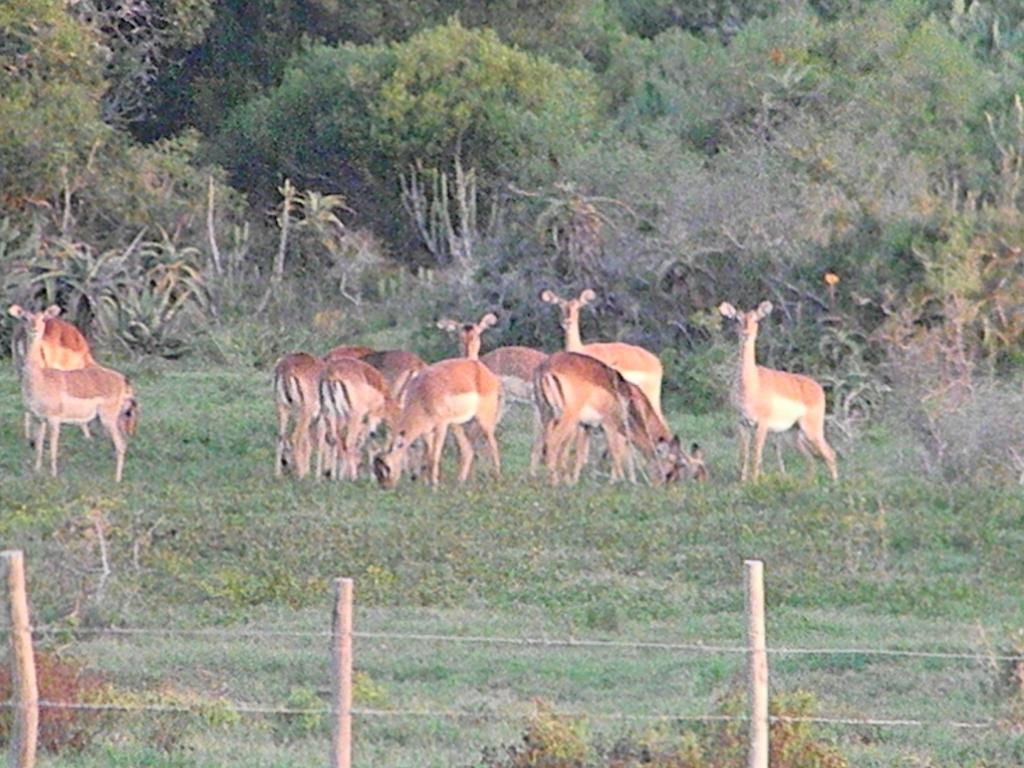 The Hexagon Wildlife Conservation Hotell Uitenhage Exteriör bild